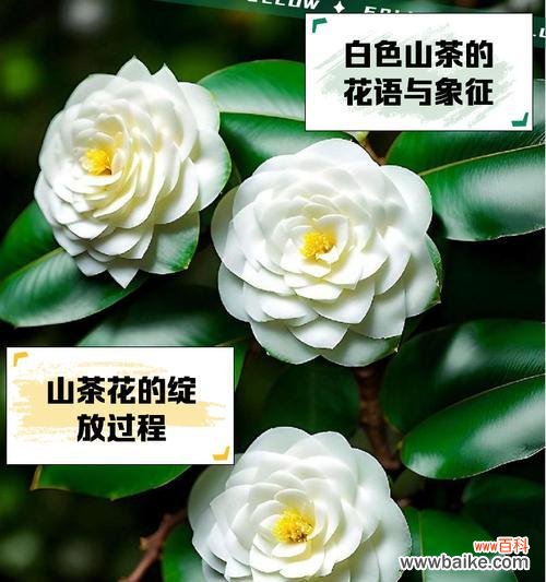 哪些白色花寓意好?白色花的象征意义是什么?