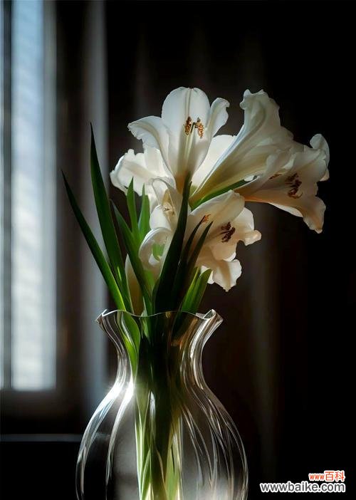 哪些白色花寓意好?白色花的象征意义是什么?