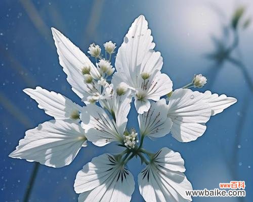 希腊文化中有哪些花的寓意？