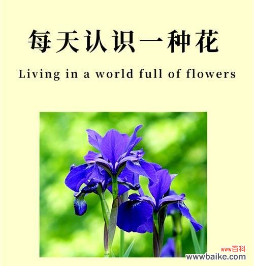 希腊文化中有哪些花的寓意？