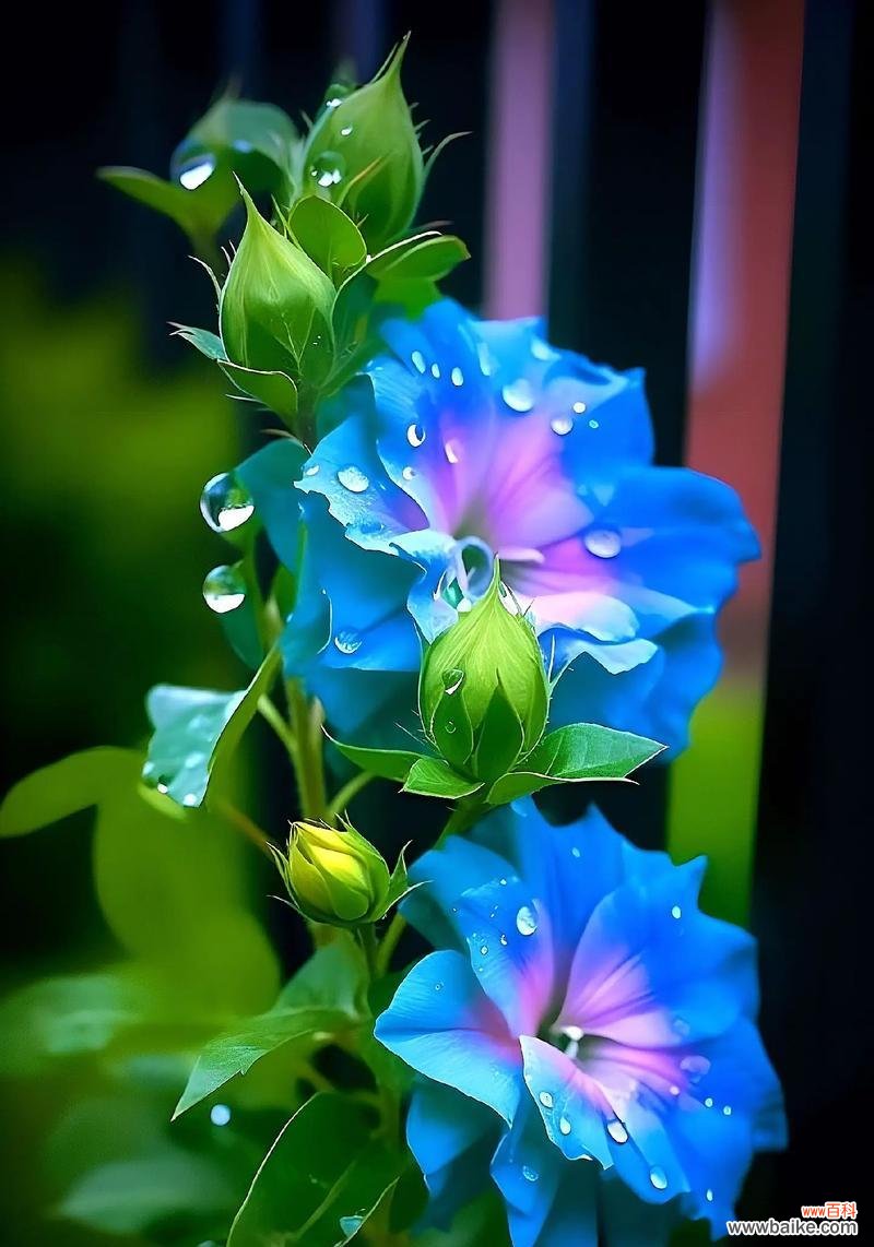 象征着健康和爱的花有哪些?如何通过花表达健康和爱?