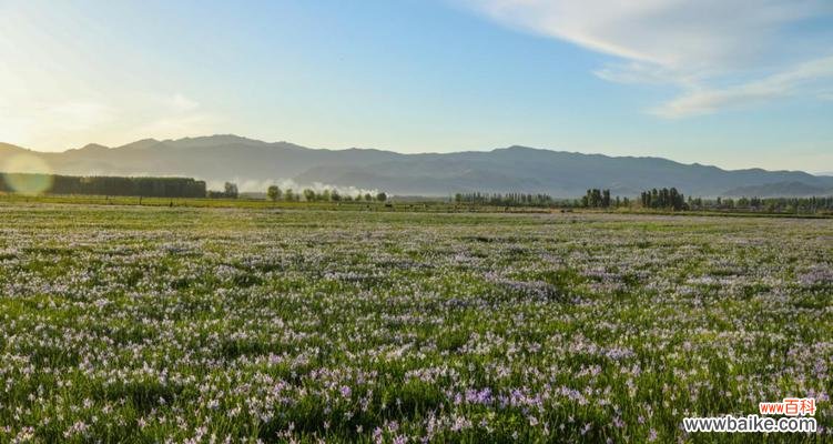 草原上蓝色的花代表什么意义?