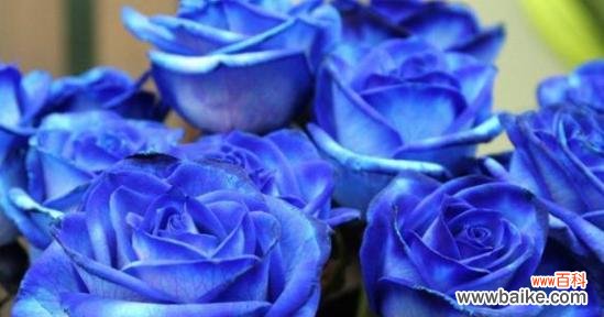 草原上蓝色的花代表什么意义?