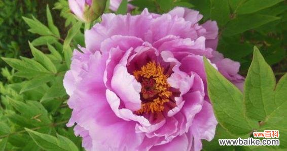 深色八朵花巾代表什么?如何正确使用?