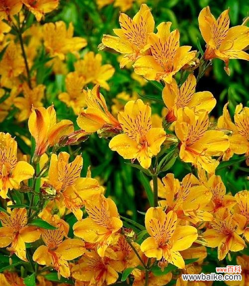 寓意祛病健康之意的花有哪些？如何挑选？