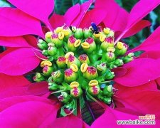 寓意祛病健康之意的花有哪些？如何挑选？