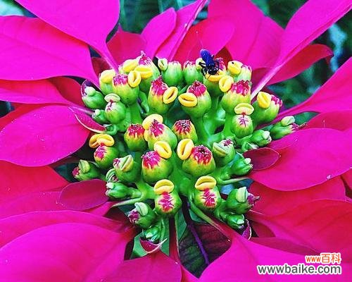 寓意祛病健康之意的花有哪些？如何挑选？