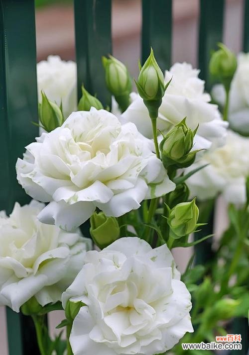 等待爱情的花朵有哪些象征意义?