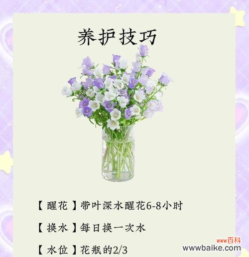 等待爱情的花朵有哪些象征意义?