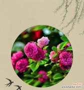绿色蔷薇花代表什么？绿色蔷薇花语是什么？