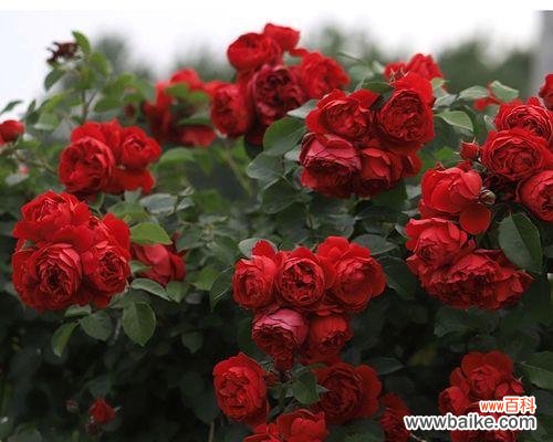 两朵红色花放在一起寓意何在？