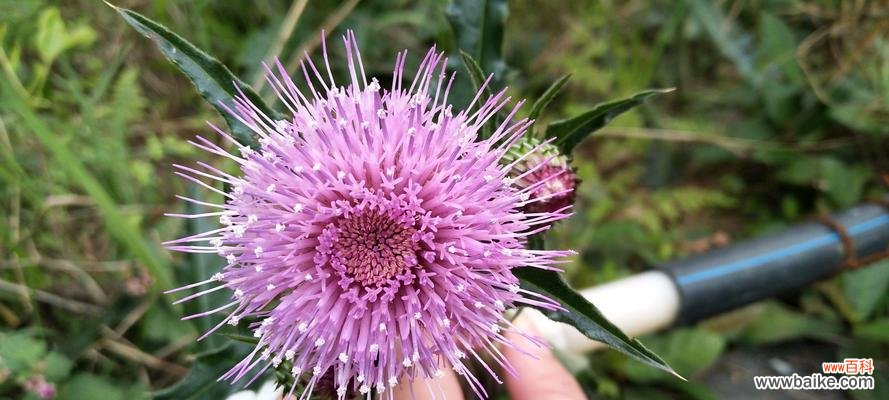 美丽的花朵中的独特个性与魅力 自负自恋尊敬的花