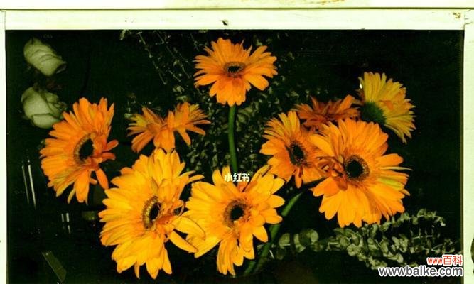 美丽的花朵中的独特个性与魅力 自负自恋尊敬的花