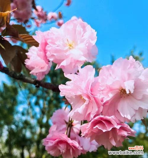 美丽的花朵中的独特个性与魅力 自负自恋尊敬的花