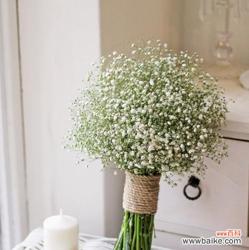 哪种颜色的花象征纯洁与热烈？它们的花语是什么？