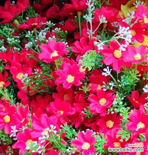 哪种颜色的花象征纯洁与热烈？它们的花语是什么？