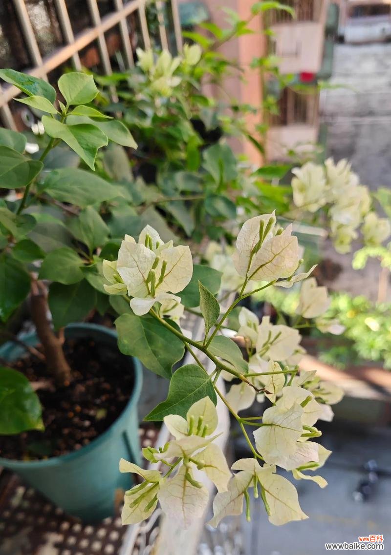 错开季节开花的花有哪些含义?