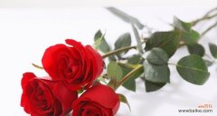 花语祝福花有哪些？