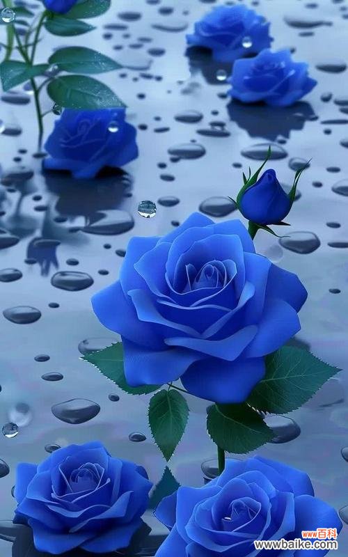 七色玫瑰花的花语是什么？七色玫瑰花的寓意有哪些？