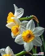 花语吉祥逢凶化吉？如何通过花语传递正能量？