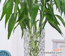 菊花、富贵竹和百合花的共同寓意是什么？