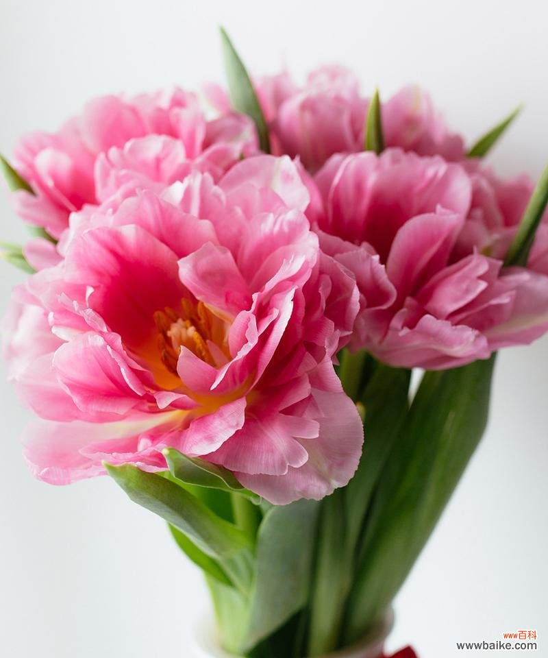 跨年时送什么花语祝福最合适?