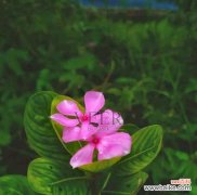 粉红色的花有哪些？它们象征着什么？