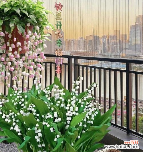 哪种花象征死亡的爱情?它们通常在什么场合出现?