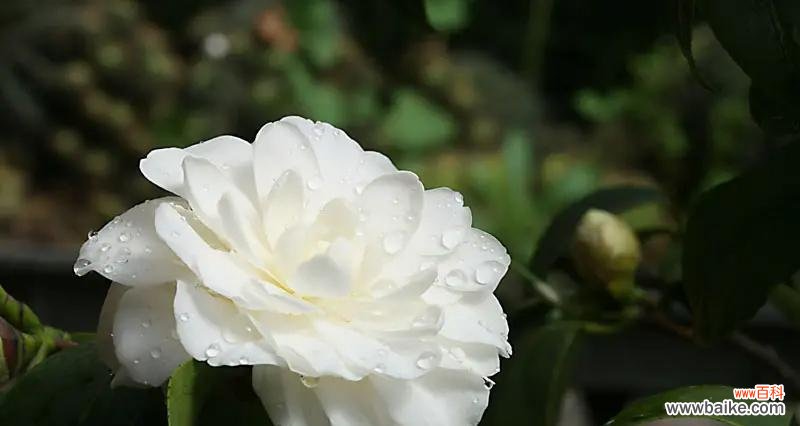 白色花瓣的花有哪些花语?