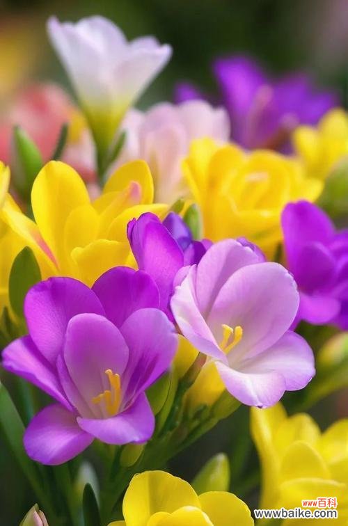 白色花瓣的花有哪些花语?