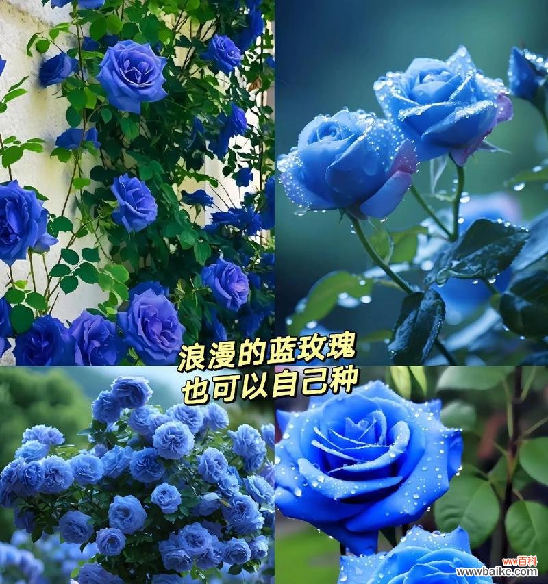 9朵蓝色玫瑰花代表什么含义?