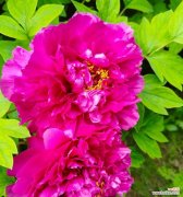 象征和睦富贵的花有哪些？它们的花语和寓意是什么？