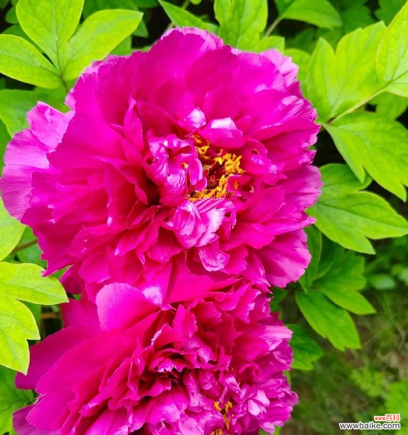 象征和睦富贵的花有哪些？它们的花语和寓意是什么？