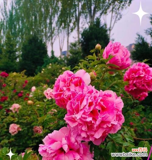 象征和睦富贵的花有哪些？它们的花语和寓意是什么？