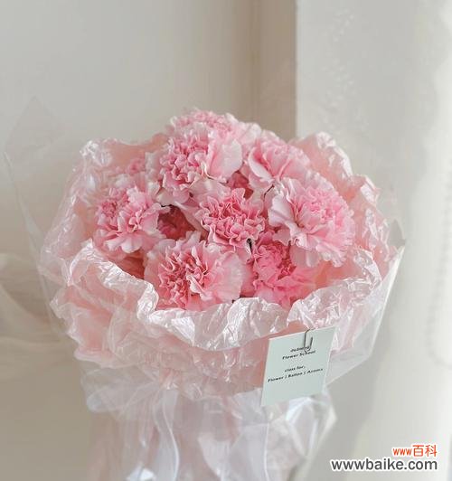 探寻粉康乃馨的深层含义与传递的情感 粉康乃馨的花语与寓意