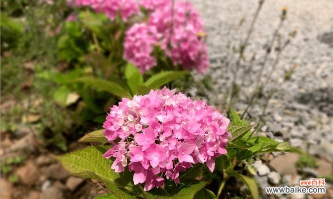 绣球花的花语与魅力传递幸福 粉色绣球花与浪漫美满的奇幻之旅