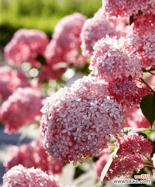 绣球花的花语与魅力传递幸福 粉色绣球花与浪漫美满的奇幻之旅