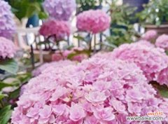 绣球花的花语与魅力传递幸福 粉色绣球花与浪漫美满的奇幻之旅