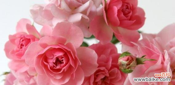 探索粉玫瑰的含义及传递的情感 粉玫瑰的代表寓意——爱与美的象征