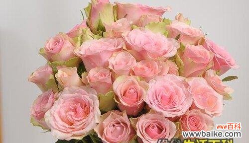 探索粉玫瑰的含义及传递的情感 粉玫瑰的代表寓意——爱与美的象征