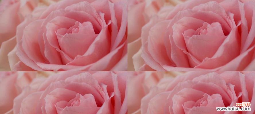 探寻粉玫瑰的花语与文化内涵 粉玫瑰