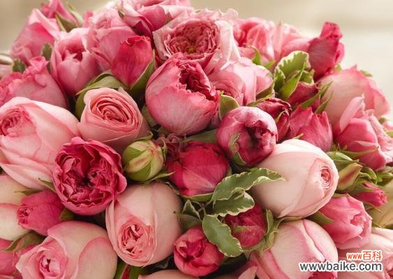 探寻粉色玫瑰传递的浪漫与温柔 粉色玫瑰的花语与意义