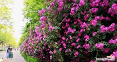 揭示粉蔷薇花语的含义与深层寓意 粉蔷薇花语——爱与美的象征