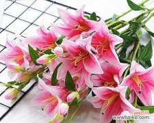 粉色百合花语的深刻意义与象征 粉色百合花语