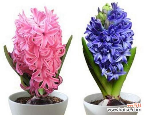 传递爱意的粉色花卉 粉色风信子的花语