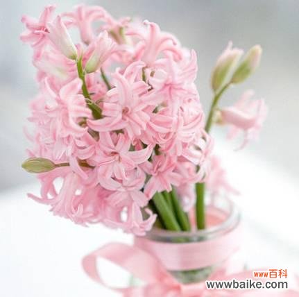 传递爱意的粉色花卉 粉色风信子的花语