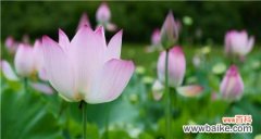 揭开荷花隐藏的秘密 荷花的象征和风水意义