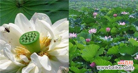 探秘荷花开放的奥秘与深意 荷花开花季节及花语寓意详解