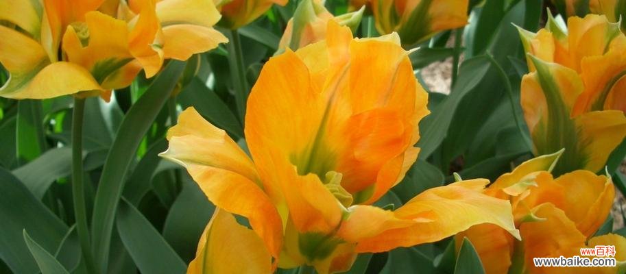 荷兰郁金香 荷兰市花郁金香的象征与寓意