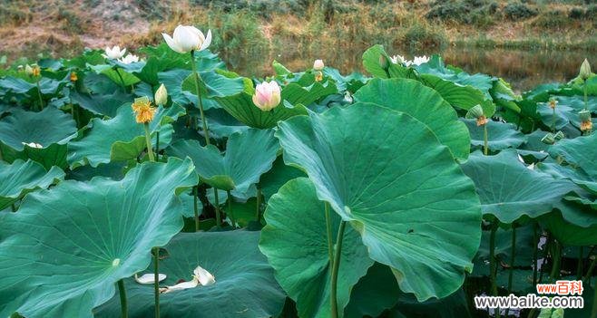 浓墨重彩的生命之美——荷叶寓意解读 荷叶的象征意义